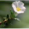 Саркокаулон Sarcocaulon vanderietiae