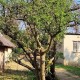 Commiphora neglecta