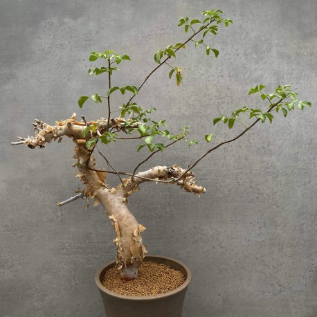 Commiphora kataf