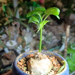 ъ26 Дорстения Dorstenia cuspidata каудексная - галерея