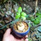 Dorstenia cuspidata каудексная