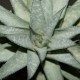 Gasteraloe Wonder