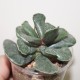 Adromischus cooperi