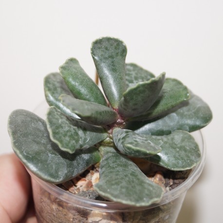 Adromischus cooperi