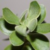Crassula atropurpurea variegata