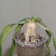 Euphorbia stellata