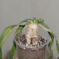 Эуфорбия Euphorbia stellata - Галерея