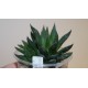 Haworthia Gorbi