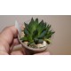 Haworthia Gorbi