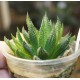 Haworthia Gorbi