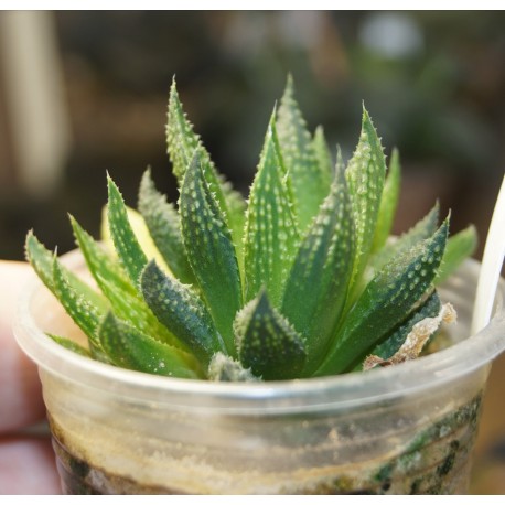 Haworthia Gorbi