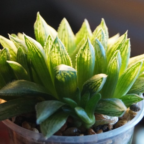 Haworthia Gorbi