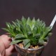 Haworthia Gorbi