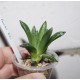 Haworthia Gorbi