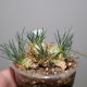 Птицемлечник Ornithogalum sardienii