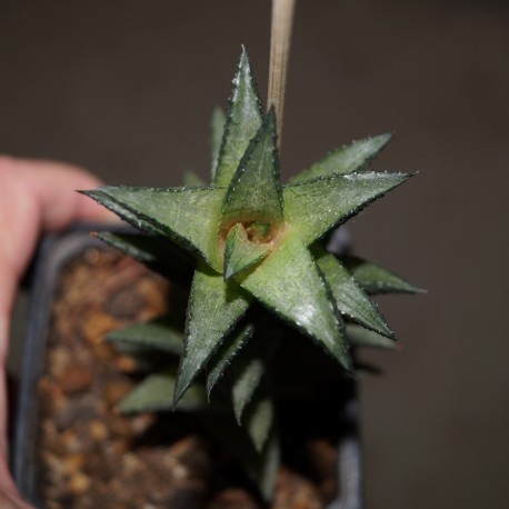 Haworthia venosa tesselata