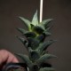 Haworthia venosa tesselata