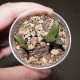 Haworthia venosa tesselata