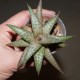 Haworthia tesselata Dragon Thunder