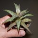 Haworthia venosa tesselata Dragon Thunder