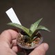 Haworthia venosa tesselata Dragon Thunder