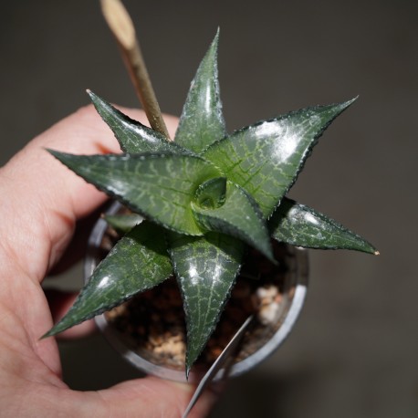 Haworthia tesselata