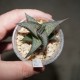 Haworthia tesselata