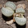 Lithops otzeniana