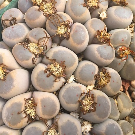 Lithops dinteri var. brevis
