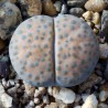 Lithops fulviceps