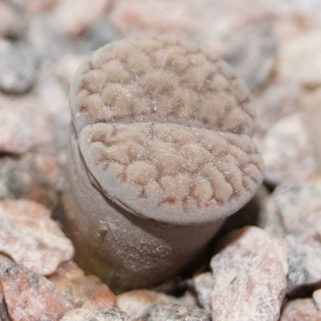 Lithops hookeri