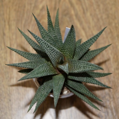 Haworthia limifolia striata Green