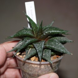 Haworthia limifolia arcana