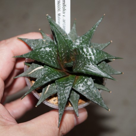 Haworthia limifolia arcana