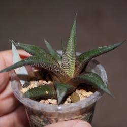 Haworthia limifolia Golela