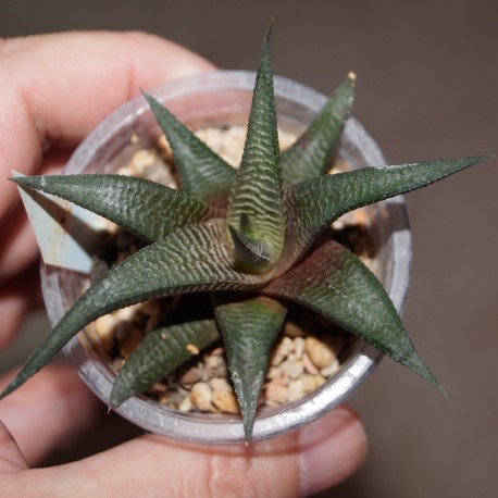 Haworthia limifolia Golela