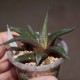 Haworthia limifolia Golela