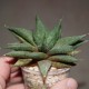  Haworthia limifolia gigantea