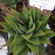  Haworthia limifolia gigantea