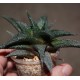 Haworthia limifolia Black