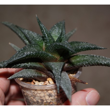 Haworthia limifolia Black