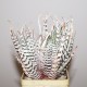 Haworthia fasciata Suoer Alba 