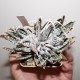 Haworthia fasciata Suoer Alba 