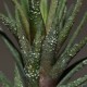 Haworthia attenuata Crazed Glaze