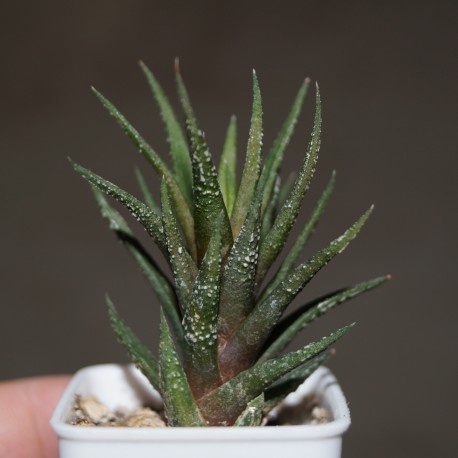 Haworthia attenuata Crazed Glaze