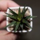 Haworthia attenuata Crazed Glaze