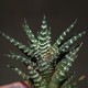 Haworthia attenuata Donut