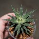 Haworthia attenuata Donut