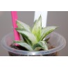 Haworthia magnifica variegata