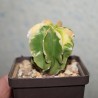Astrophytum myriostigma yellow REVERSE variegata